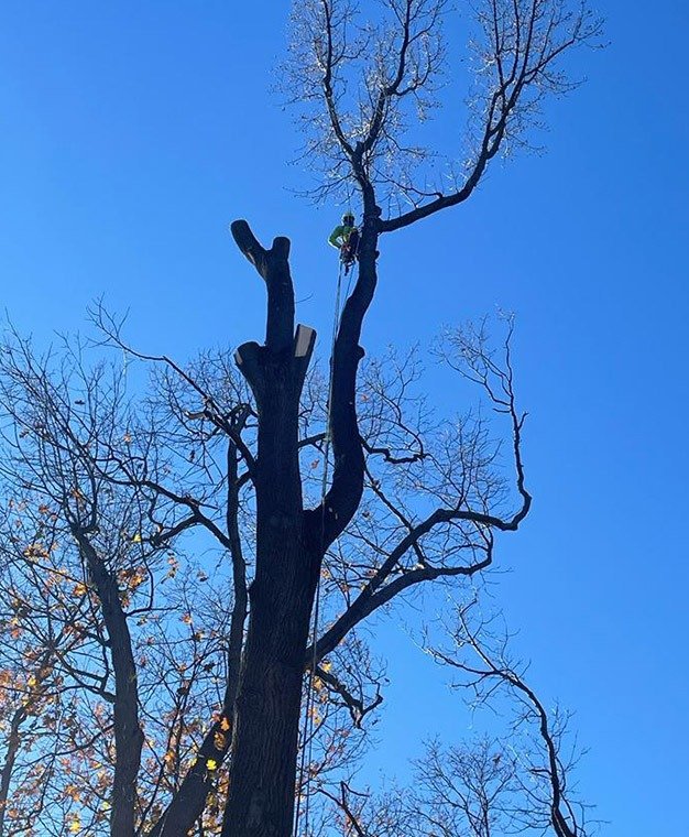 Morales Tree Services LLC